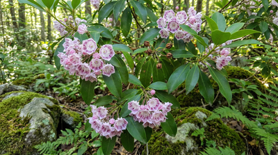 Mountain Laurel