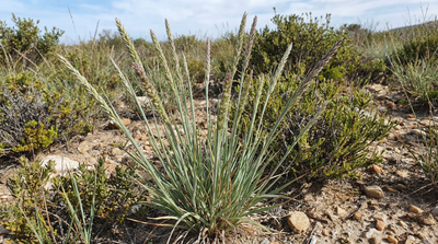 Prairie Junegrass