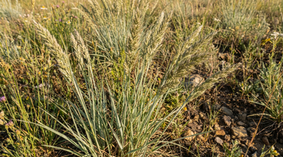 June Grass