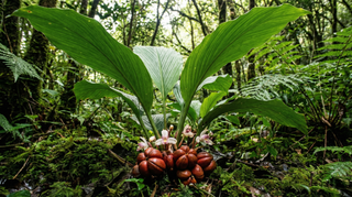 Black Cardamom
