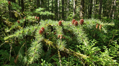 Western Larch