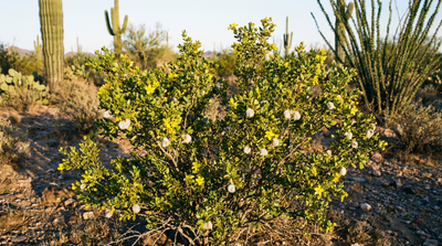 Creosote Bush