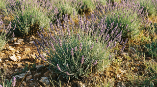 Lavender