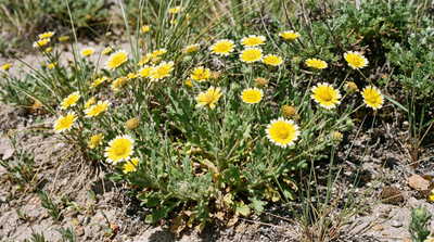 Common tidytips