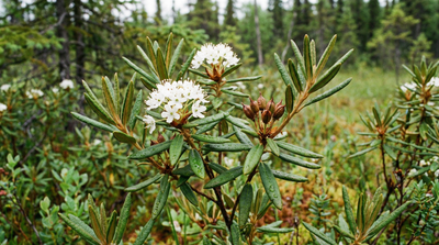 Bog Labrador Tea