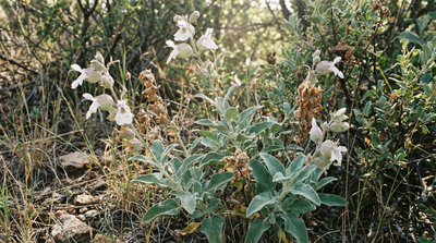 Pitcher sage