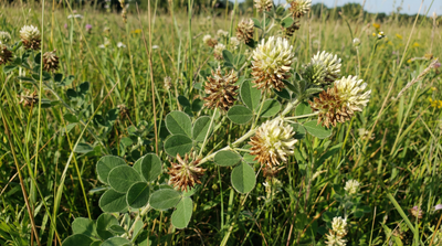 Round-head Bush-clover