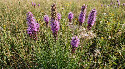 Narrowleaf Gayfeather
