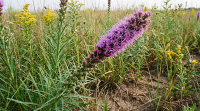 Blazing star