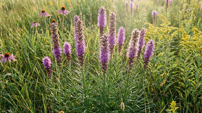 Dense Blazing-star