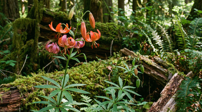 Columbia Lily (Tiger Lily)