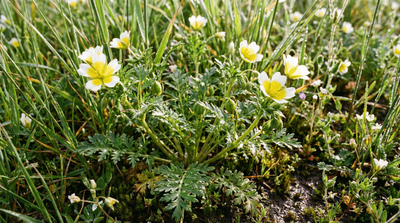 Douglas meadowfoam