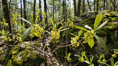 Spicebush