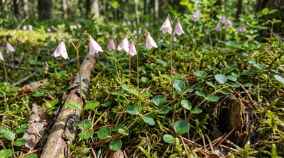 Twinflower