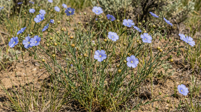Lewis' Flax