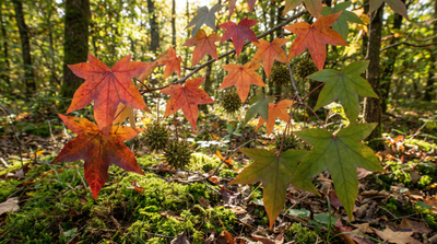 Sweetgum