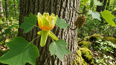 Tulip Poplar