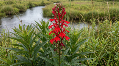 Cardinal Flower