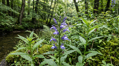Great Blue Lobelia