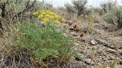 Fernleaf biscuitroot