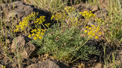 Three-leaved Biscuitroot