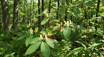 American honeysuckle
