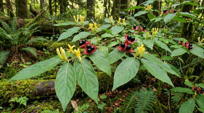 Black Twinberry