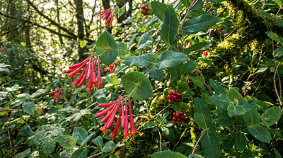 Coral Honeysuckle