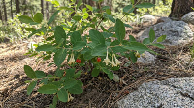 Utah Honeysuckle
