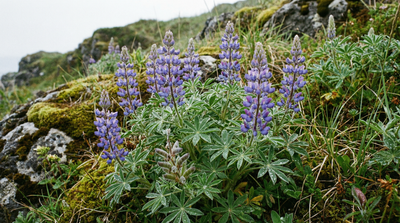 Nootka Lupine