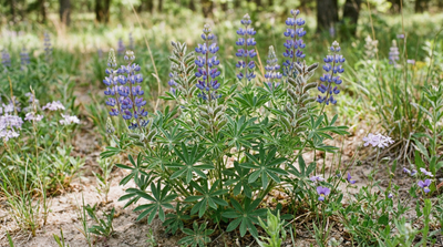 Wild Blue Lupine