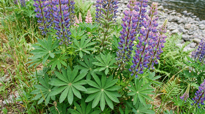 Large-leaved Lupine