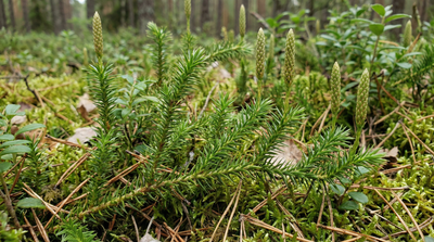 Stiff Clubmoss