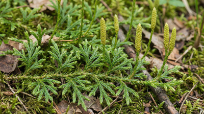 Running Clubmoss
