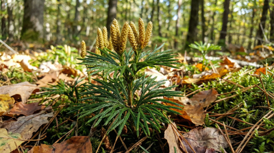 Ground Pine