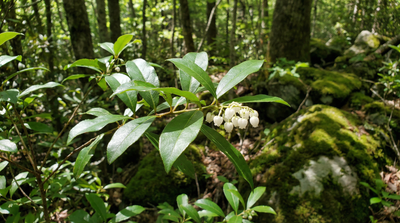 sourwood