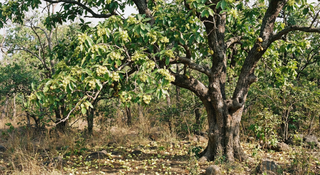 Mahua