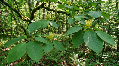 Cucumbertree Magnolia