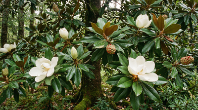 Southern Magnolia