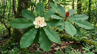 Bigleaf Magnolia