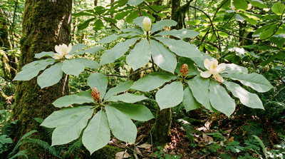 Umbrella Magnolia