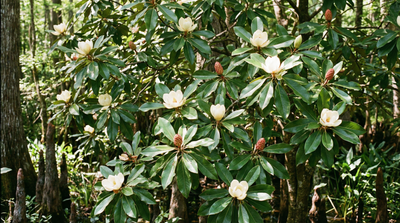 Sweetbay Magnolia