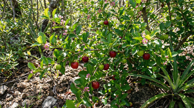 Barbados Cherry