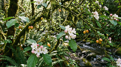 Pacific Crabapple