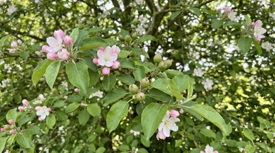 Common Apple