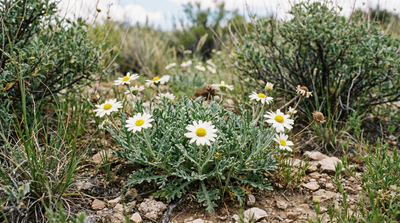 Blackfoot Daisy