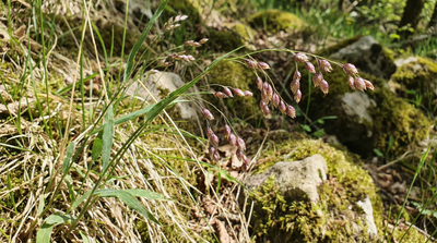 Oniongrass