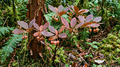 False Huckleberry
