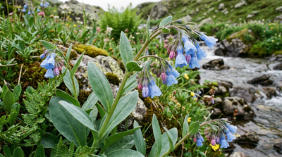 Tall fringed bluebells