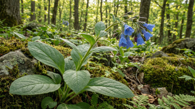 Tall Bluebell